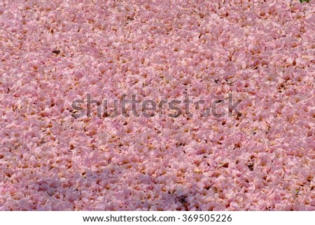 pink flowers background and copy space for add text