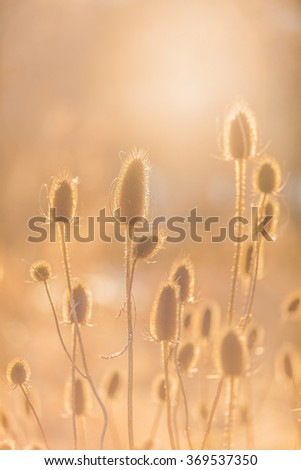   Dry plants with sunset  abstract
