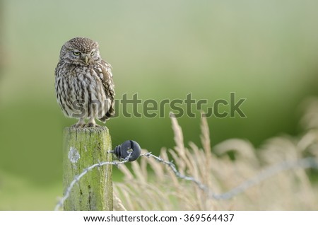 Little owl, Steenuil, Athene noctua