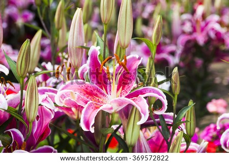Pink lily flower on the nature,outdoor garden