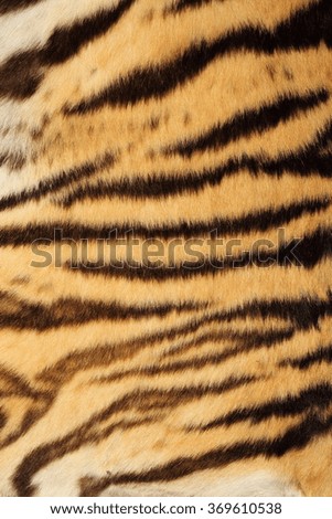 tiger colorful real fur, natural pattern with black stripes