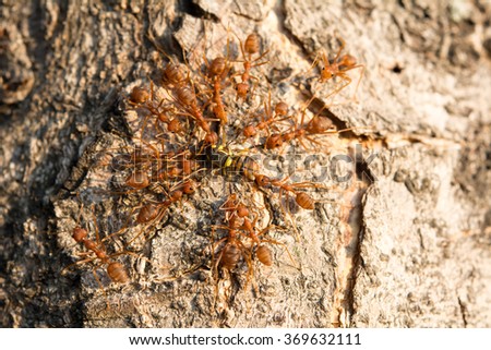 red ant are swarming fly for food