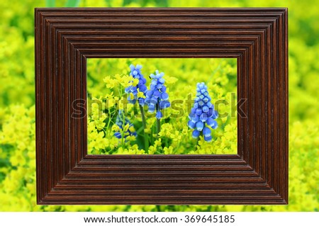 Study in yellow and blue tones. Blue flowers on background of small yellow flowers in vintage frame.