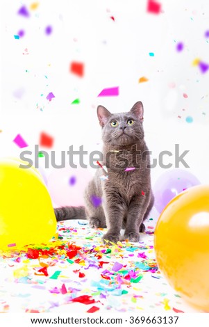 Cat is having a party