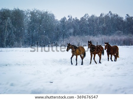 Picture of a horses walking on the snow in Borodino, Russia