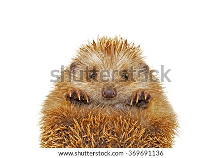 
A hedgehog in the white background, filmed in the studio 