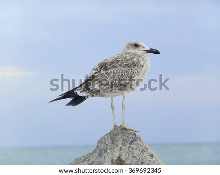 Seagull sitting on a rock