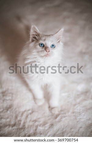 White kitten Maine Coon