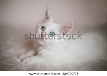 Portrait of white kitten Maine Coon