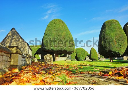 An Autumn view of St Mary's Church grounds, fallen leaves and Yew tree's in beautiful early morning light and shadow, Painswick, The Cotswolds, England, United kingdom