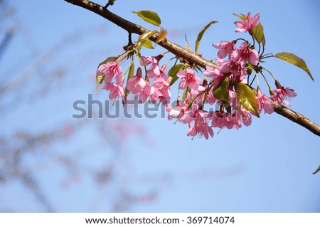 The beautiful blooming sakura in garden