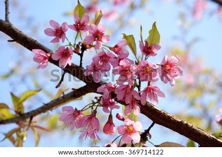 The beautiful blooming sakura in garden