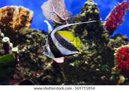 Moorish idol fish with striped pattern on body of yellow, white and black colors swims near stones and colorful corals underwater, diving, Zanclus cornutus, sealife, selective focus 
