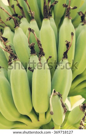 Growing green bananas background