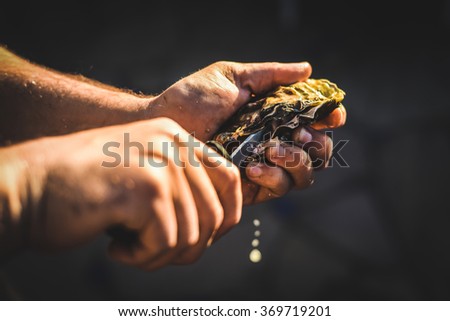 Someone shucking an oyster as water drips out of it. The oyster opening is in focus and the persons hands and background are out of focus.  Royalty-Free Stock Photo #369719201