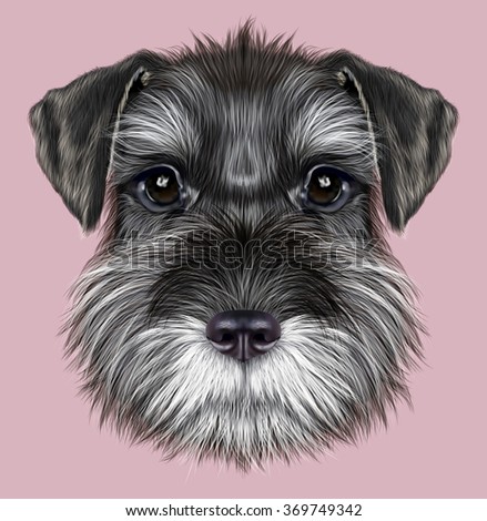 Schnauzer Dog Portrait. Illustrated Portrait of  Black Schnauzer on pink background