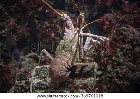 Giant lobster while hunting from its rock nest