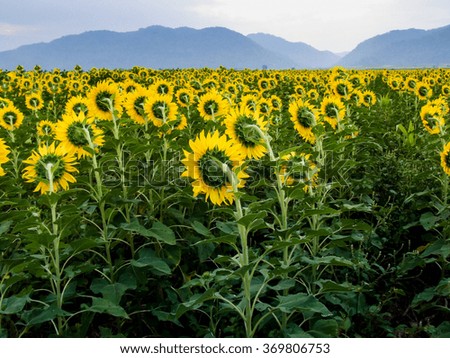 sunflower field, Saraburi Province,Thailand