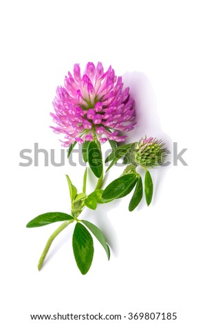 clover flowers isolated on white background Royalty-Free Stock Photo #369807185