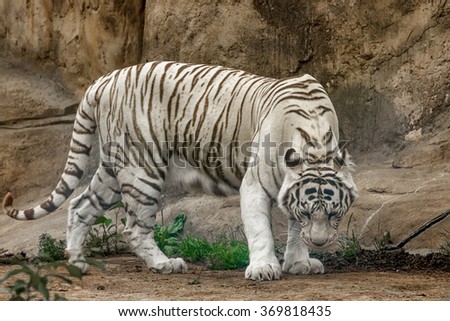 Rare white tiger ( Panthera tigris)