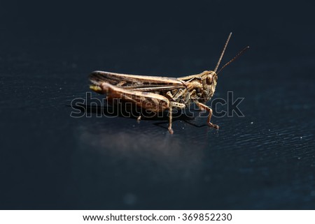 One beautiful natural sitting grasshopper locust insect wildlife beauty of nature side view closeup on dark background, horizontal picture