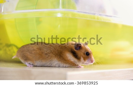 hamster runs near his cage
