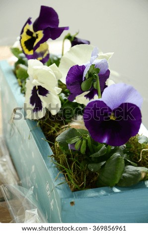 Viola tricolor flowers in a wooden flower pot