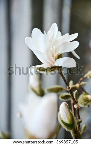 White magnolia single flower closeup