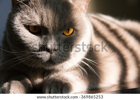 British cat and stripes window lighting
