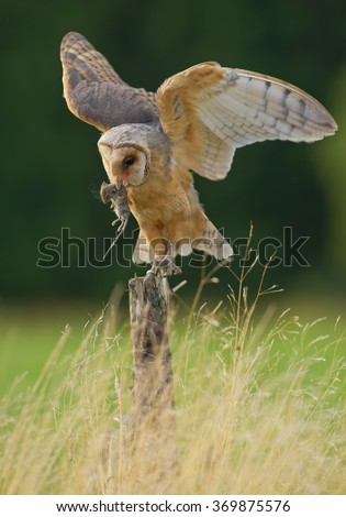Barn owl sitting on the branch, feeding on mouse prey, with clean green background, Czech Republic