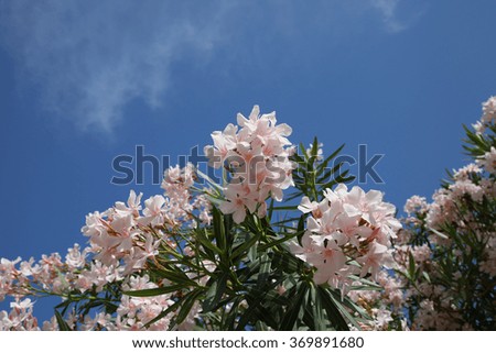Flowering Oleander bush against the blue sky in the sun