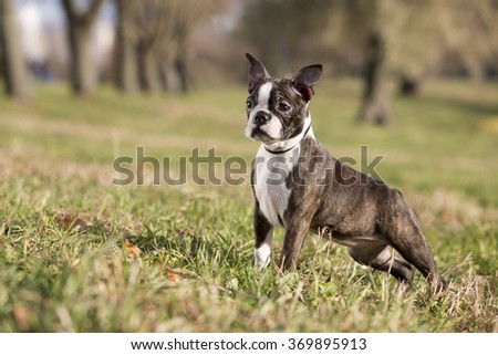 puppy Boston Terrier in the Park