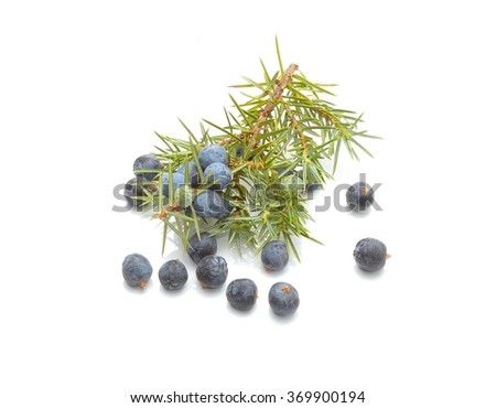 Common Juniper (Juniperus communis) fruits Royalty-Free Stock Photo #369900194