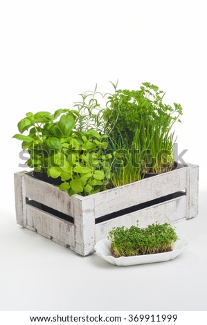 Arrangement of popular culinary herbs in wooden crate on white background; Small spice garden for the kitchen Royalty-Free Stock Photo #369911999