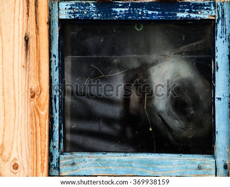White horse trapped behind wooden blue frame