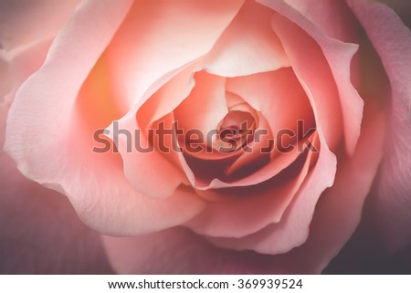 Closeup of a pink rose with pale color and selective focus.