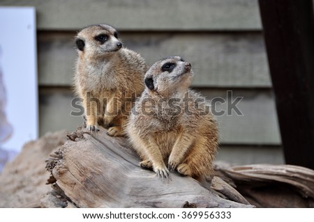 Beautiful capture of a meerkat perched on a log