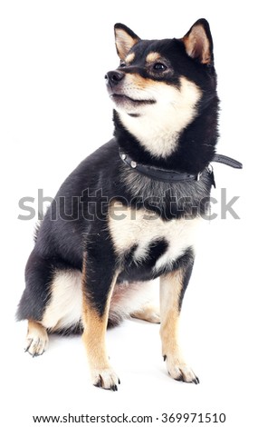 Siba inu with lead isolated on white background