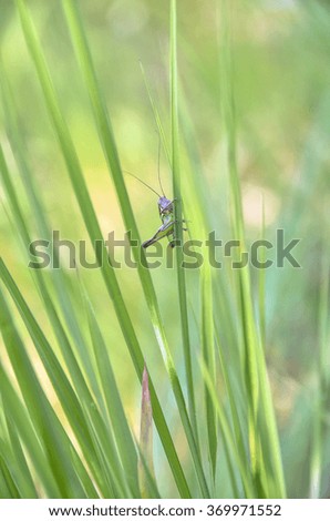 Closeup of a grasshopper on a grass leaf