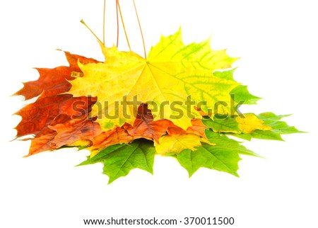 Wet , multi-colored maple leaves