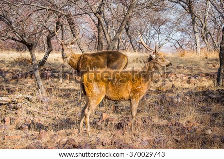 Deer in a reserve in Ranthambor, India