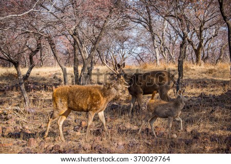Deer in a reserve in Ranthambor, India