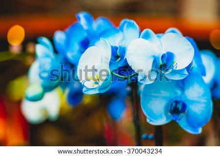 Rare blue bred orchid flowers on blurred orange background