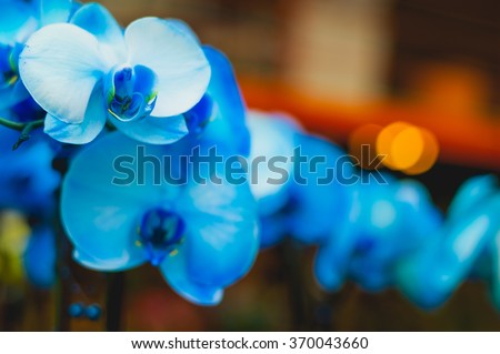 Rare blue bred orchid flowers on blurred orange background