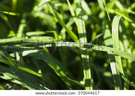 Grass background with water drops with very shallow depth of field