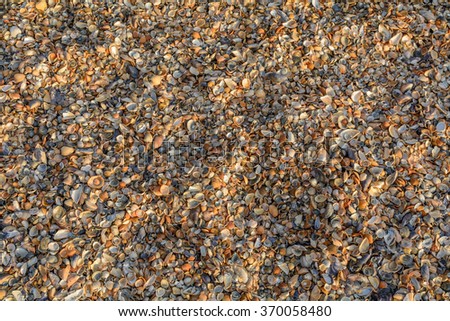 See shells as background. Picture with beautiful texture with numerous sea colorful shells.