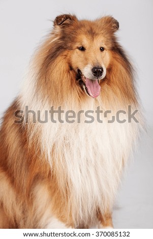 Vertical portrait of one Shetland breed dog in studio sitting on white background