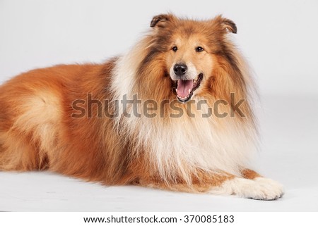 Horizontal portrait of one Shetland breed dog in studio lying on white background