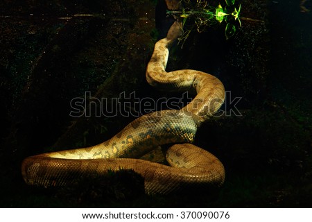 Green anaconda in the dark water, underwater photography with big snake in the nature river habitat, Pantanal, Brazil.