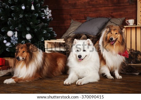 Horizontal portrait of two Shetland dogs and one fluffy white Samoyed dog lying in New Year and Christmas decorated interior .